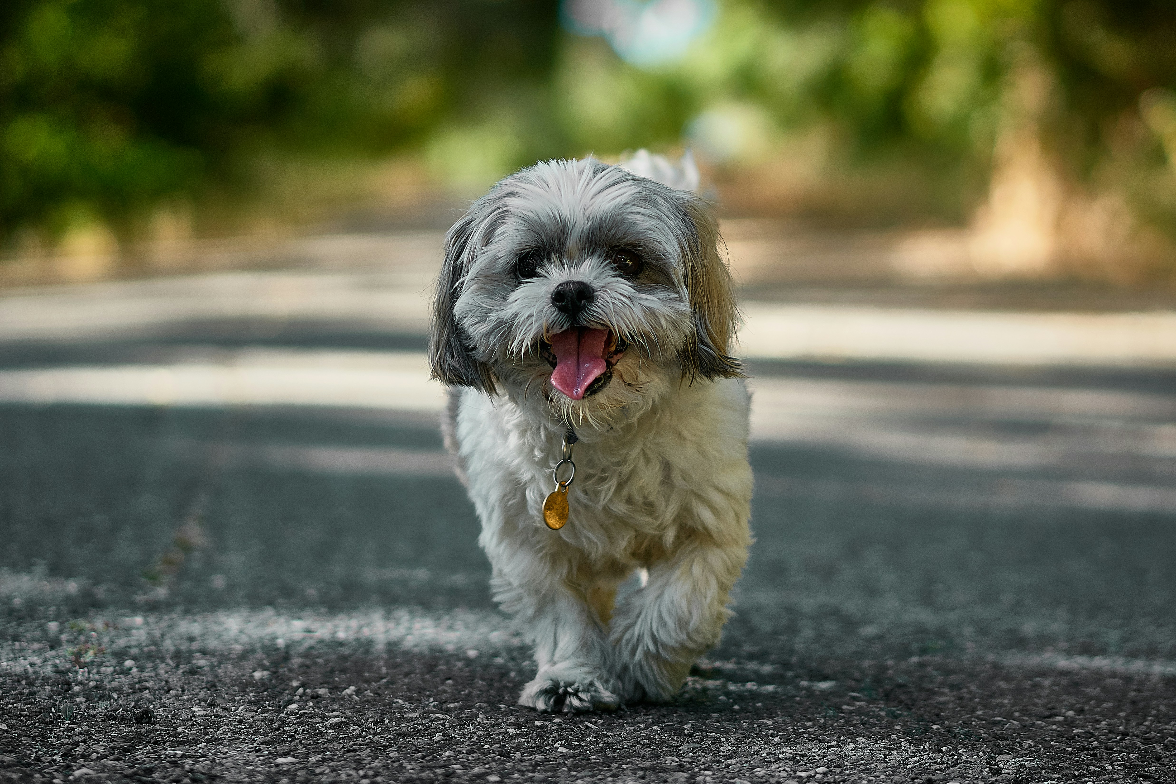 Pet Insurance Benefit Limits 17 img