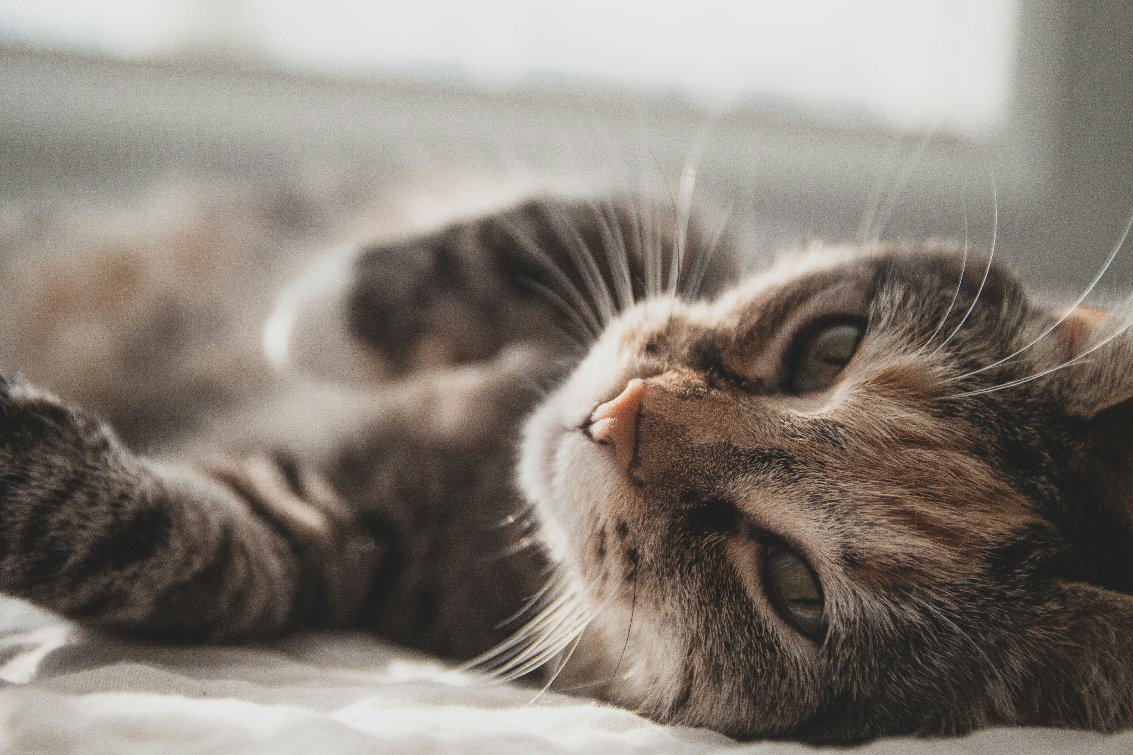Pet Insurance Benefit Limits 16 img