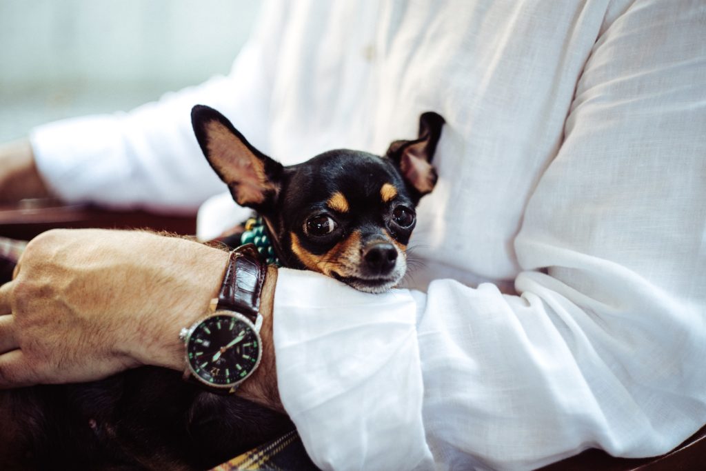 a dog wearing a watch